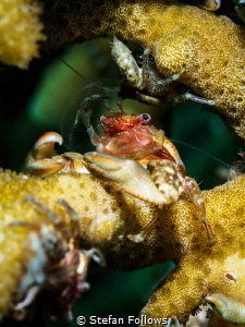 Chillaxin

Porcelain Crab - Porcellanidae sp.

Mae Ha... by Stefan Follows 